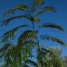 Albízia (Albizia julibrissin) ´ROUGE DE TUILIÉRE´ - výška 180-230 cm, kont. C18L